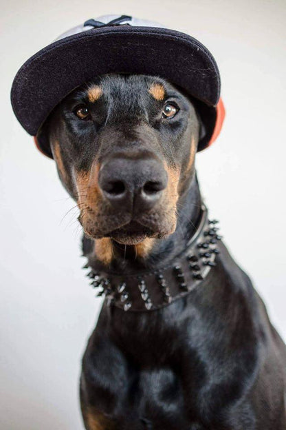 ''Black Giant'' collar